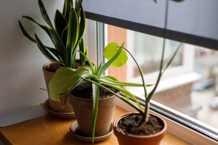 Aloe Vera and Mother-In-Law’s Tongue