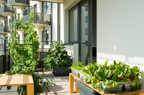 Create an edible garden