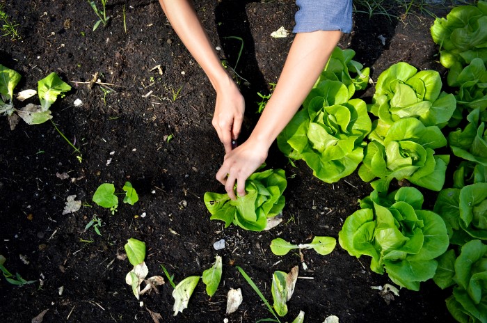 maintaining garden