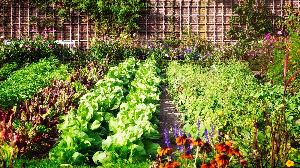 Best Vegetables and Herbs Plant in Strata Garden or Balcony this Spring and Summer
