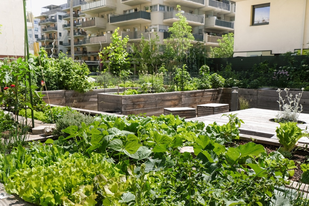community garden in the city as sustainable living